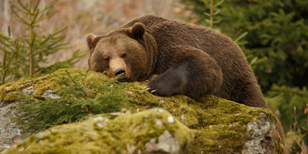 sleepy-bear