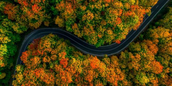 aerial-view-of-thick-forest-in-autumn
