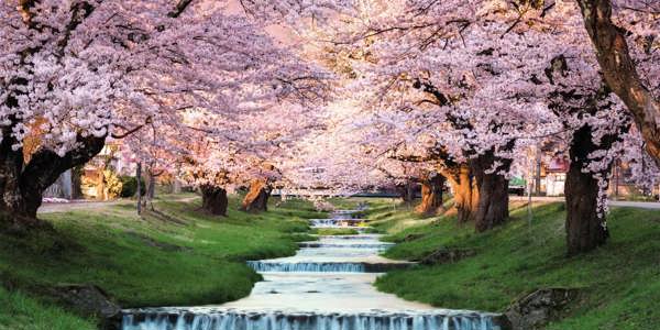 cherry-blossoms-kawageta-fukushima-japan