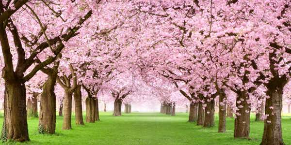 blossom-trees