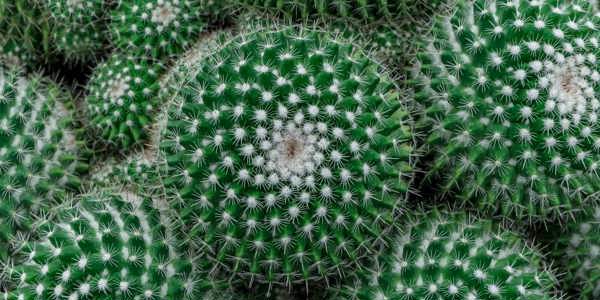 fixed-protection-green-cactus