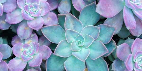 benefit-crystalisation-purple-succulent